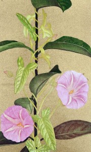 Imago-Incisione-di-Miyayama-Hiroaki-1.jpg