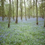 MARIUS-MASON-Bluebells-1991-Forest-Ripley-London-cm-90x60-Analog-Photo.jpg