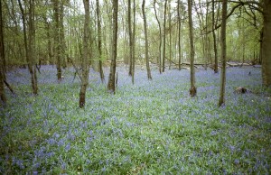 MARIUS-MASON-Bluebells-1991-Forest-Ripley-London-cm-90x60-Analog-Photo.jpg