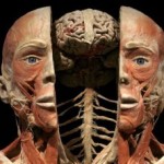 body-worlds-biglietti.jpg