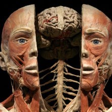 body-worlds-biglietti.jpg