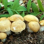 fungo-prugnolo.jpg