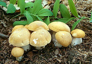 fungo-prugnolo.jpg