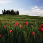tour-di-una-giornata-a-san-gimignano-siena-e-nel-chianti-t7679.jpeg