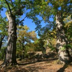 7_castagneto moscheta