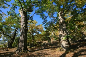 7_castagneto moscheta