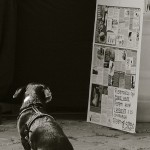 foto festival volterravegan