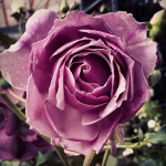 Screenshot_2015-05-25-10-53-04-1