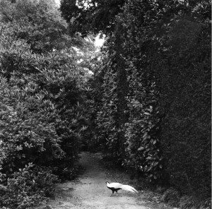 FulvioVentura_isolaMadreaVerbania_ViaggioInItalia