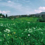 12973199_990141471063944_5762573087367072269_o