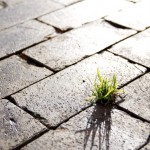 I care alta qualità