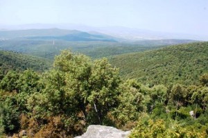 MONTELEONI