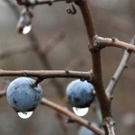 elisa-frandi-sito-ok