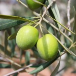 olives-473793_1920_pixabay