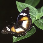 Farfalla-carlodelli_07-l