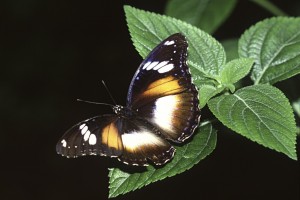 Farfalla-carlodelli_07-l