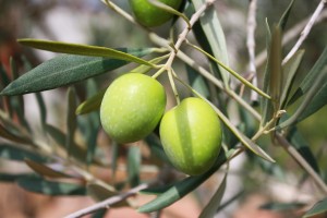 olives-473793_1920_pixabay