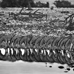 Aqua_Mater_Salgado_mostra_Ducale_-_Damaraland._Namibia__2005