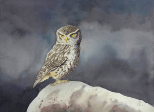 Civetta-R.Bertoli